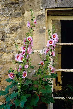 rose trémière - Rose trémière, mur et fenêtre région-Deux Sevres, France Photographie de stock - Rights-Managed, Code: 700-00066349