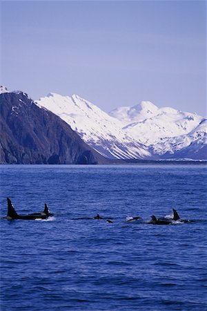 Killer Whales at Surface of Water Kenai Fjord, Alaska, USA Foto de stock - Con derechos protegidos, Código: 700-00066949