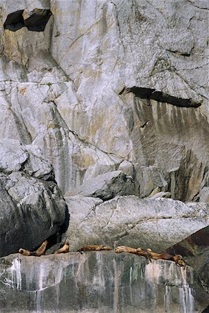 Steller Sea Lions on Rocks Kenai Fjords, Alaska, USA Foto de stock - Con derechos protegidos, Código: 700-00066951