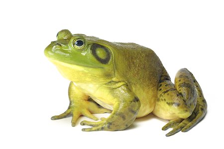 simsearch:700-00021622,k - Frog Stock Photo - Rights-Managed, Code: 700-00066995