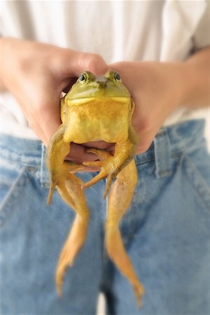 Child's Hands Holding Frog Stock Photo - Rights-Managed, Code: 700-00066998