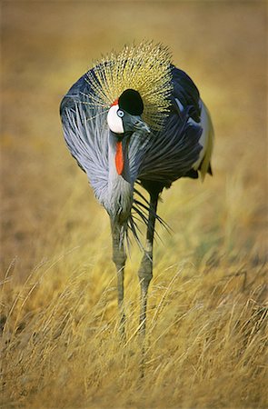 Gray Crowned Crane in Field Amboseli National Park Kenya, Africa Foto de stock - Con derechos protegidos, Código: 700-00067289