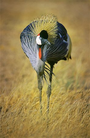 Gray Crowned Crane in Field Amboseli National Park Kenya, Africa Stock Photo - Rights-Managed, Code: 700-00067289