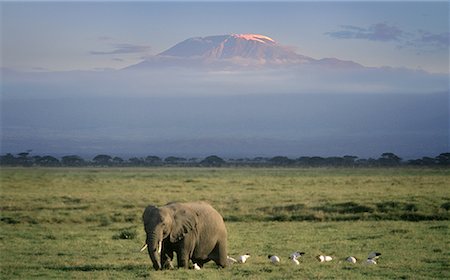 simsearch:700-02833658,k - African Elephant and Egrets in Field, Amboseli National Park Kenya, Africa Foto de stock - Con derechos protegidos, Código: 700-00067290