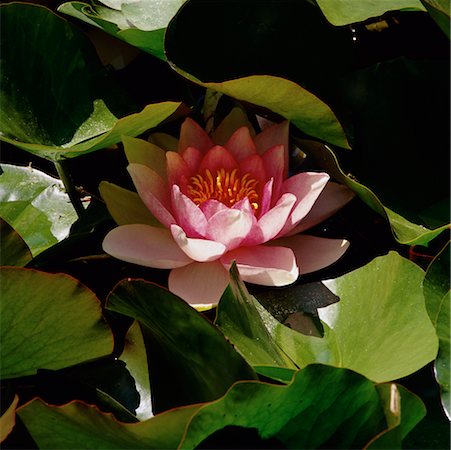 Gros plan de fleurs et, Giverny jardins, France de feuilles de Monet Photographie de stock - Rights-Managed, Code: 700-00067342