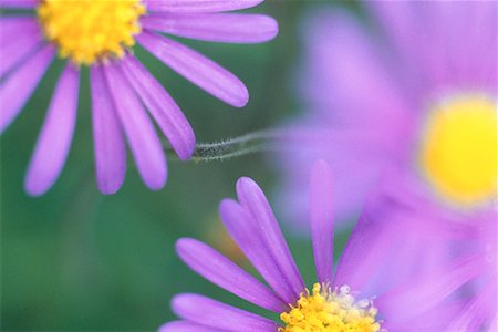 roland weber - Close-Up of Aster Flowers Stock Photo - Rights-Managed, Code: 700-00067496