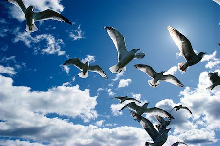 Looking Up at Gulls Flying Magog, Quebec, Canada Stock Photo - Rights-Managed, Code: 700-00067497