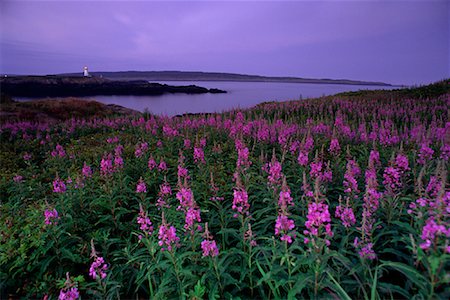 Fireweed Field with Peter's Island Lighthouse in Distance Brier Island, Bay of Fundy Nova Scotia, Canada Foto de stock - Con derechos protegidos, Código: 700-00067635