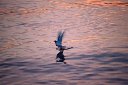 simsearch:400-05188363,k - Seagull Landing on Water British Columbia, Canada Stock Photo - Rights-Managed, Code: 700-00068201