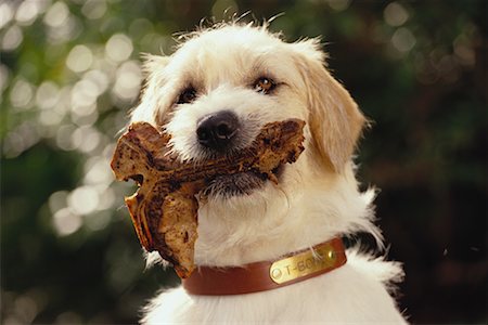 simsearch:700-00153916,k - Portrait de chien tenant os dans la bouche Photographie de stock - Rights-Managed, Code: 700-00068709
