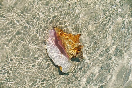 Conch Shell in Water on Beach Abaco, Bahamas Stock Photo - Rights-Managed, Code: 700-00068968
