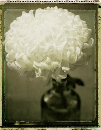 Chrysanthème en Vase Photographie de stock - Rights-Managed, Code: 700-00069918