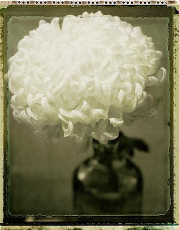 simsearch:700-00031407,k - Chrysanthème en Vase Photographie de stock - Rights-Managed, Code: 700-00069918