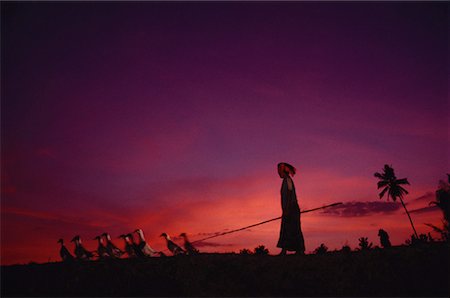 Silhouette of Person Walking with Ducks at Dusk Ubud, Bali, Indonesia Foto de stock - Con derechos protegidos, Código: 700-00060106