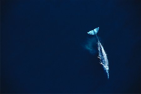 simsearch:625-01745228,k - Aerial View of Gray Whale near Surface of Water, Sea of Cortes Cabo San Lucas, Baja, Mexico Foto de stock - Con derechos protegidos, Código: 700-00060328