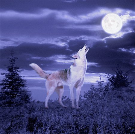simsearch:700-00026443,k - Dog Howling at Full Moon Foto de stock - Direito Controlado, Número: 700-00060430