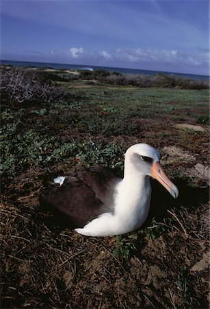 simsearch:700-00024352,k - Close-Up of Albatross Sitting in Field, Kahuku Point, Oahu, Hawaii USA Foto de stock - Con derechos protegidos, Código: 700-00060447