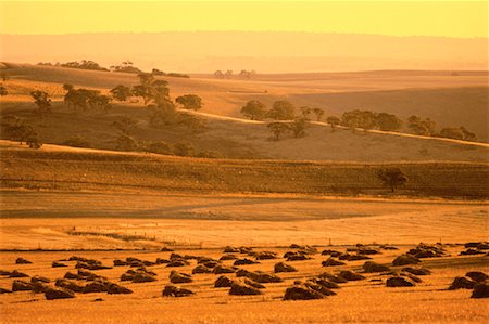 simsearch:700-01014768,k - Vue d'ensemble des terres agricoles au coucher du soleil du sud de l'Australie Barossa Valley, Australie Photographie de stock - Rights-Managed, Code: 700-00061702