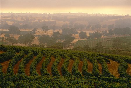 eden valley - Tollana Wines Eden Valley Vineyard, Australia Foto de stock - Con derechos protegidos, Código: 700-00061725