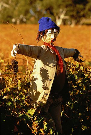 espantalho - Scarecrow in Field, The Barossa Valley Vintage Festival South Australia, Australia Foto de stock - Direito Controlado, Número: 700-00061809
