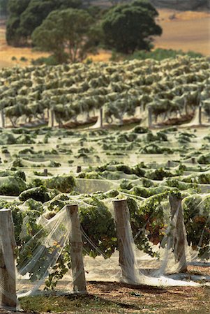 Netted Grape Vines at Henschke Wines, Barossa Valley, Australia Stock Photo - Rights-Managed, Code: 700-00061816