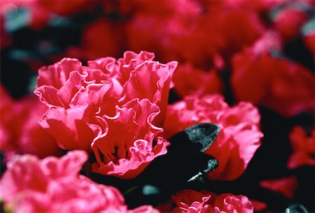 Close-Up of Pink Azaleas Foto de stock - Con derechos protegidos, Código: 700-00062098