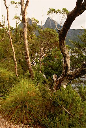 simsearch:700-00062785,k - Landscape, Foliage and Trees Cradle Mountain, Dove Lake Tasmania, Australia Foto de stock - Direito Controlado, Número: 700-00062458