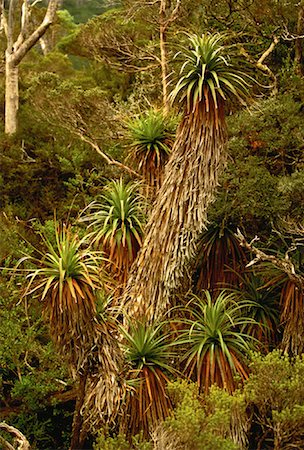 simsearch:700-00062785,k - Landscape and Foliage Cradle Mountain, Dove Lake Tasmania, Australia Foto de stock - Direito Controlado, Número: 700-00062461