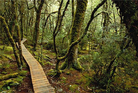 Wooden Walkway through Forest With Moss Covered Trees, Cradle Mountain, Tasmania, Australia Stock Photo - Rights-Managed, Code: 700-00062534