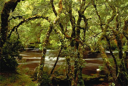 simsearch:700-00062785,k - Rushing Stream and Moss Covered Trees, Cradle Mountain Tasmania, Australia Foto de stock - Direito Controlado, Número: 700-00062540