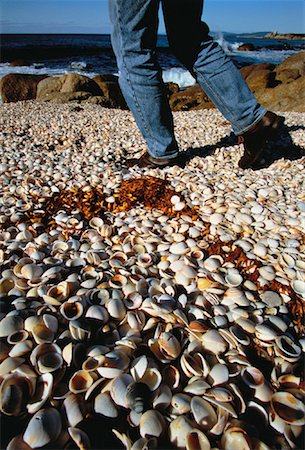 Shells on Ground at Bay of Fires Tasmania, Australia Foto de stock - Con derechos protegidos, Código: 700-00062584