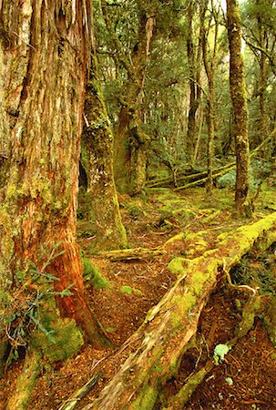 Moss Covered Trees in Rainforest World Heritage Area, Gordon River Strahan, Tasmania, Australia Stock Photo - Rights-Managed, Code: 700-00062786