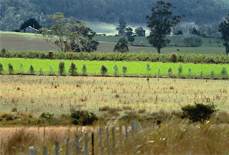 simsearch:700-01014768,k - Vue d'ensemble des terres agricoles près de Orford, Tasmania, Australie Photographie de stock - Rights-Managed, Code: 700-00062787