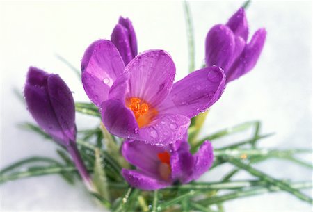 Crocuses in Fresh Spring Snow Stock Photo - Rights-Managed, Code: 700-00063709