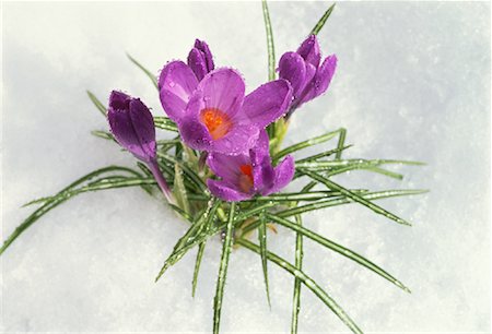 Crocuses in Fresh Spring Snow Stock Photo - Rights-Managed, Code: 700-00063710