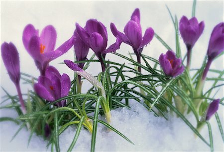 Crocuses in Fresh Spring Snow Stock Photo - Rights-Managed, Code: 700-00063711