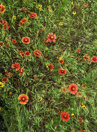 fredericksburg - Wildflowers in Field Fredericksburg Wildflower Trail Texas, USA Fotografie stock - Rights-Managed, Codice: 700-00074012