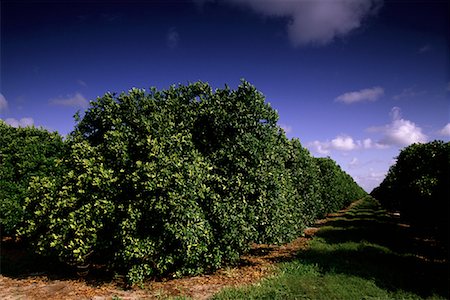 florida orange groves - Orange Grove Indian River, Florida, USA Stock Photo - Rights-Managed, Code: 700-00074107