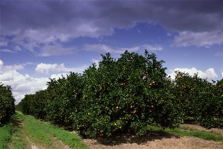 florida orange groves - Orange Grove Indian River, Florida, USA Stock Photo - Rights-Managed, Code: 700-00074108
