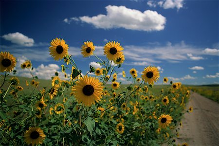 Sunflower Field, Road and Sky, Nebraska Sand Hills, Nebraska, USA Stock Photo - Rights-Managed, Code: 700-00074462