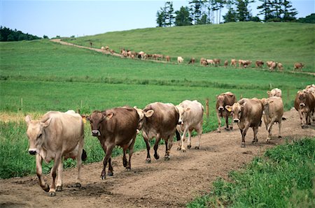 simsearch:644-01630770,k - Cows Walking on Path through Field, Shelburne, Vermont, USA Stock Photo - Rights-Managed, Code: 700-00074494