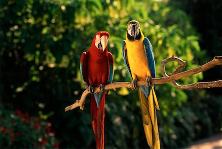 simsearch:400-03936936,k - Portrait of Parrots Perched on Branch Fotografie stock - Rights-Managed, Codice: 700-00074740