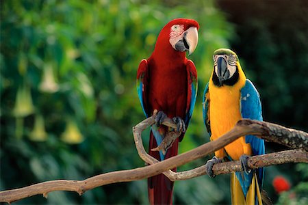 simsearch:400-03936936,k - Portrait of Parrots Perched on Branch Fotografie stock - Rights-Managed, Codice: 700-00074742