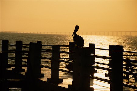 simsearch:700-00523830,k - Silhouette de pélican sur la jetée au coucher du soleil en Floride, USA Photographie de stock - Rights-Managed, Code: 700-00074843