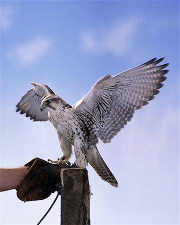 Hybrid Falcon with Wings Spread Perched on Trainer's Glove Foto de stock - Con derechos protegidos, Código: 700-00074869