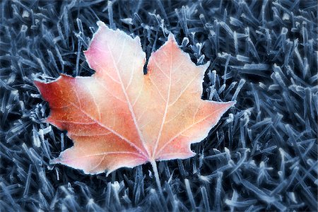 Maple Leaf and Grass with Frost Stock Photo - Rights-Managed, Code: 700-00074881