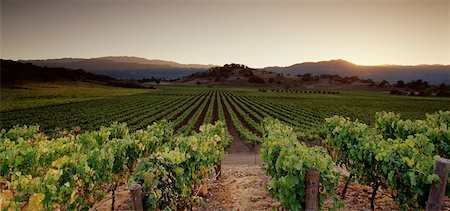 Vue d'ensemble du vignoble au coucher du soleil Napa Valley, Californie, USA Photographie de stock - Rights-Managed, Code: 700-00075140