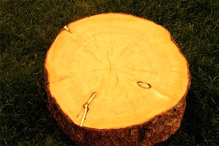 Close-Up of White Spruce Tree Rings Foto de stock - Direito Controlado, Número: 700-00075407
