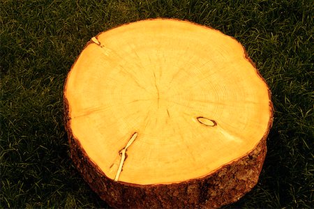 spruce tree bark - Close-Up of White Spruce Tree Rings Stock Photo - Rights-Managed, Code: 700-00075407