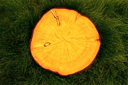 Close-Up of White Spruce Tree Rings Foto de stock - Direito Controlado, Número: 700-00075408